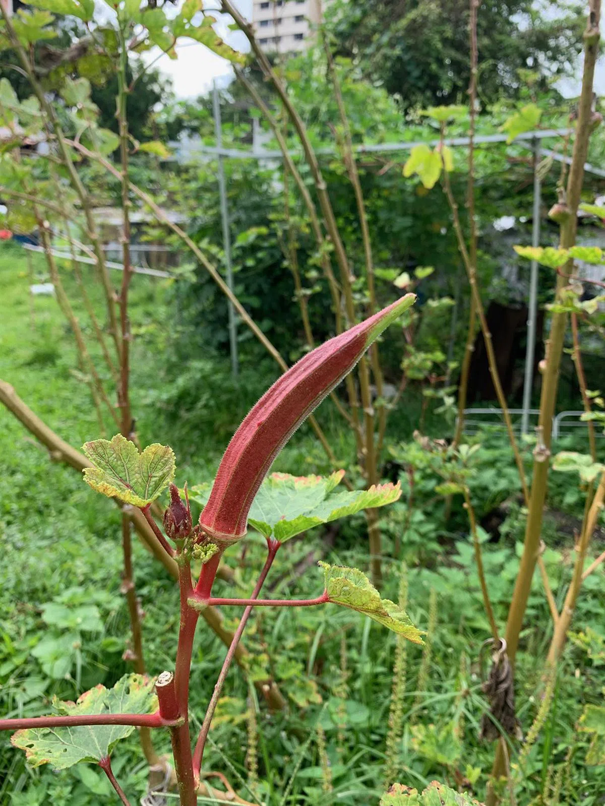  秋葵。（蔡家增摄） 