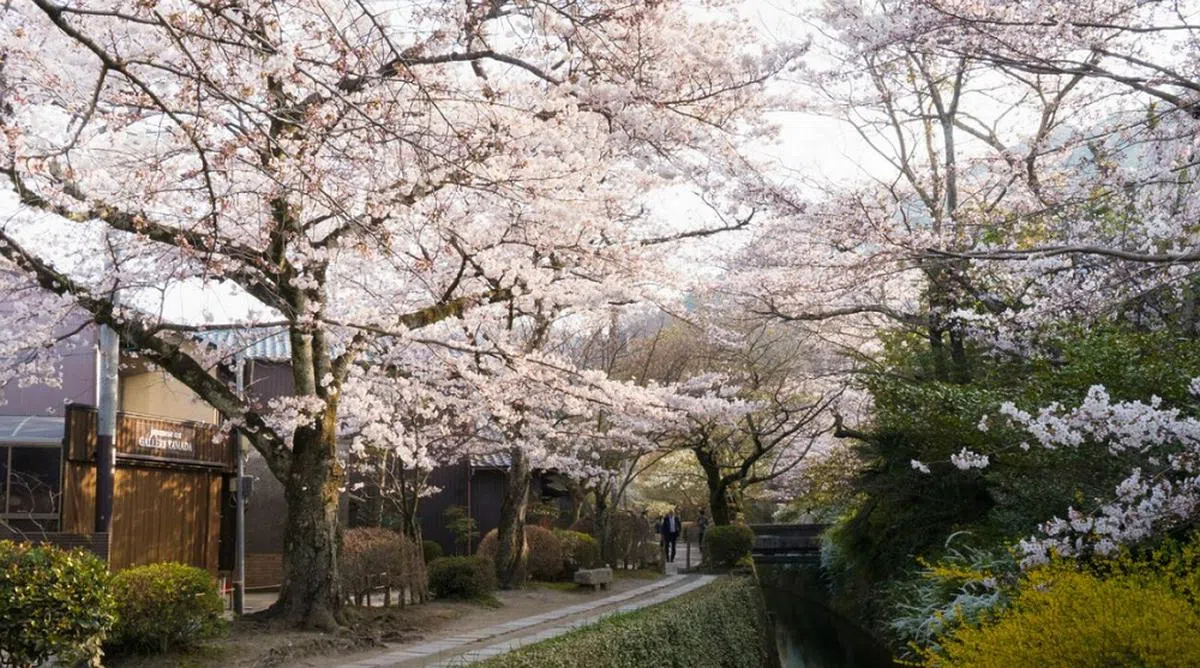 “哲学之道”两旁种满了樱花树。（互联网）