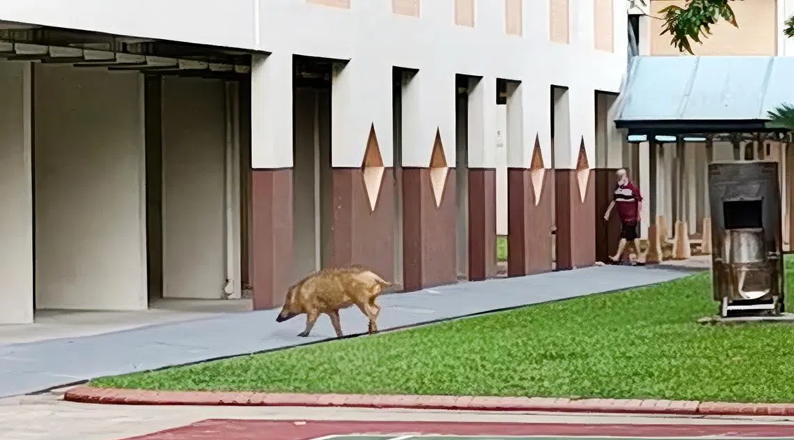今年初，有居民拍到一只野猪在万吉路第270座组屋楼下四处走动。（互联网）