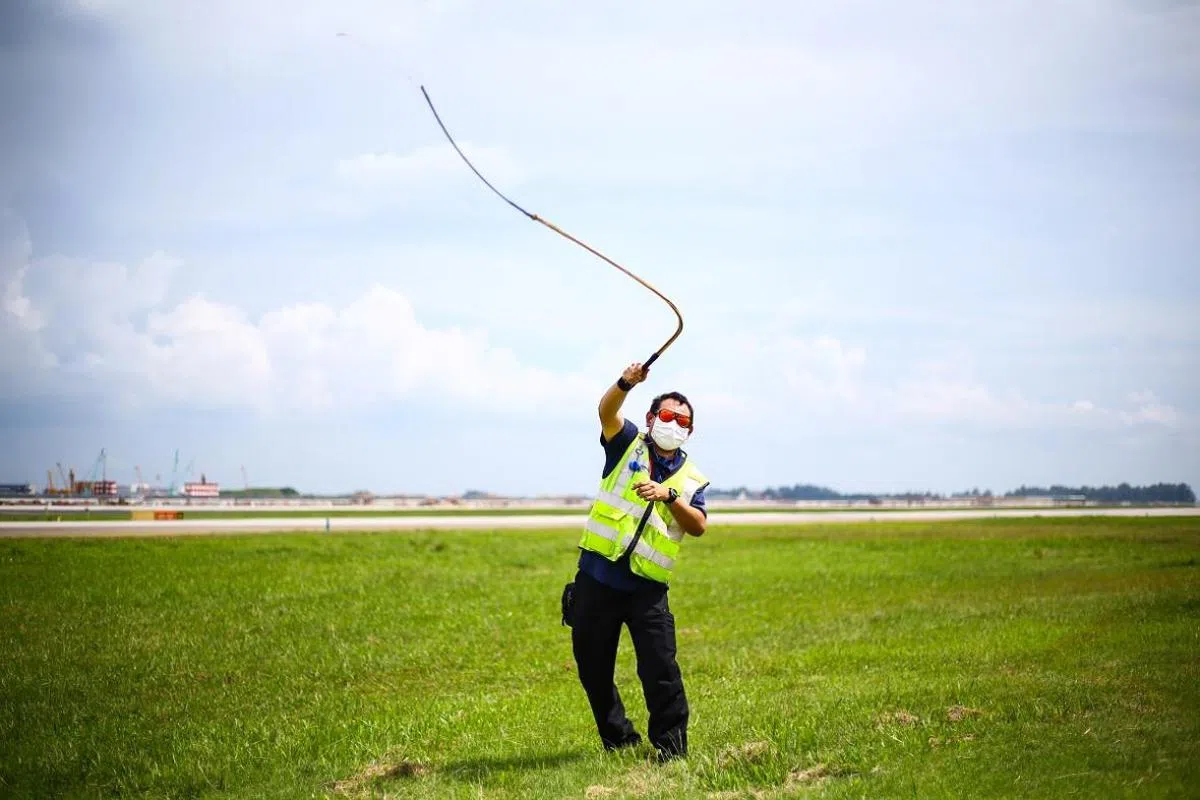 使用会发出巨响和冲击波的鞭子来驱鸟。（樟宜机场集团）