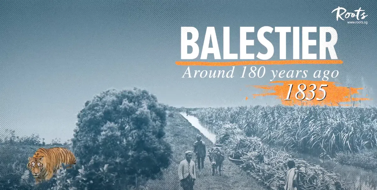  1835年的甘蔗地。（Roots.sg视频截图） 