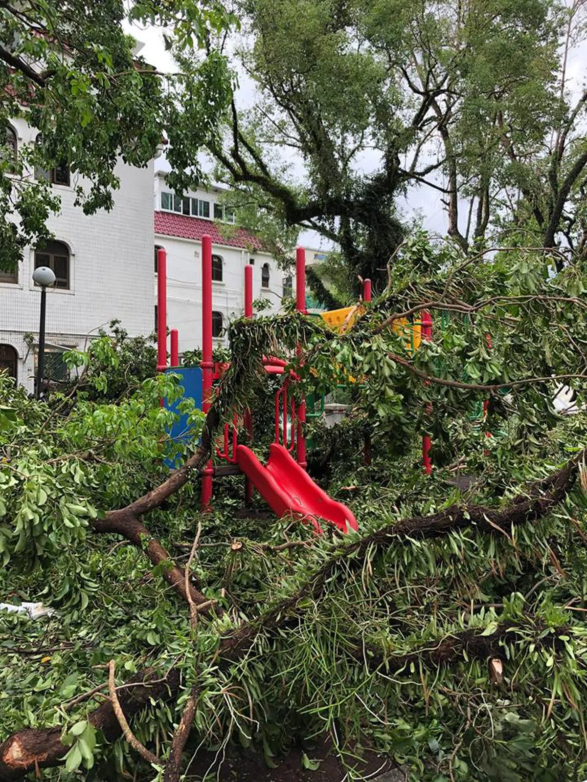  大树已经都被被拦腰折断。（卢丽珊摄） 