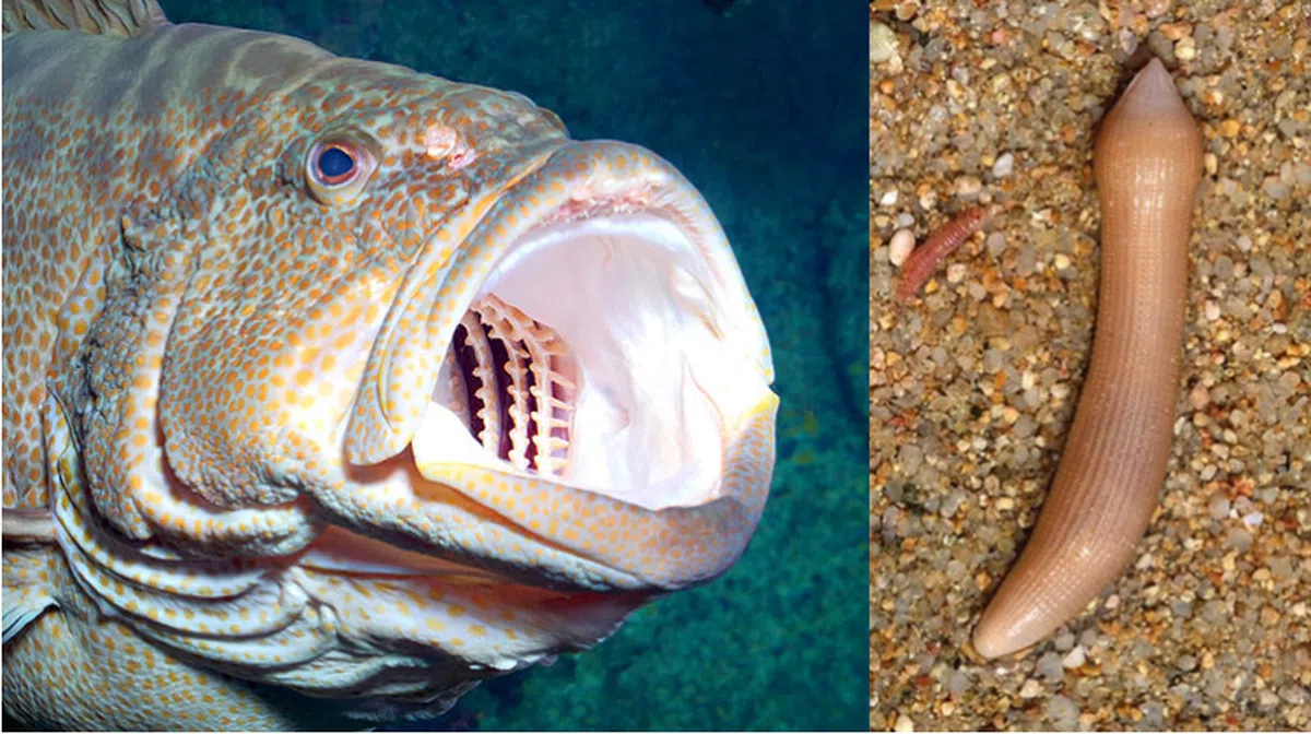  石斑鱼与海肠子 