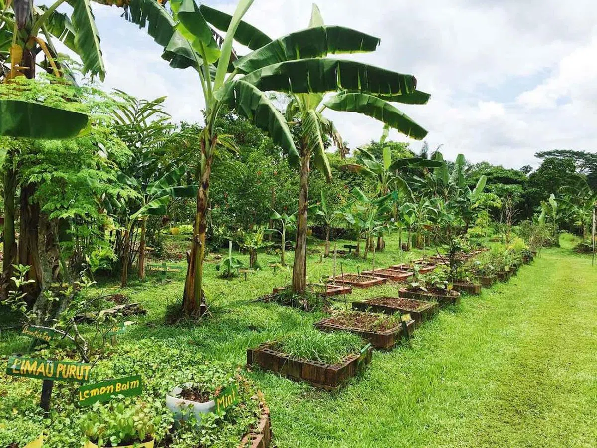  没有了高楼大厦、人山人海，你还认得这是出新加坡吗？（Sunny city kids） 