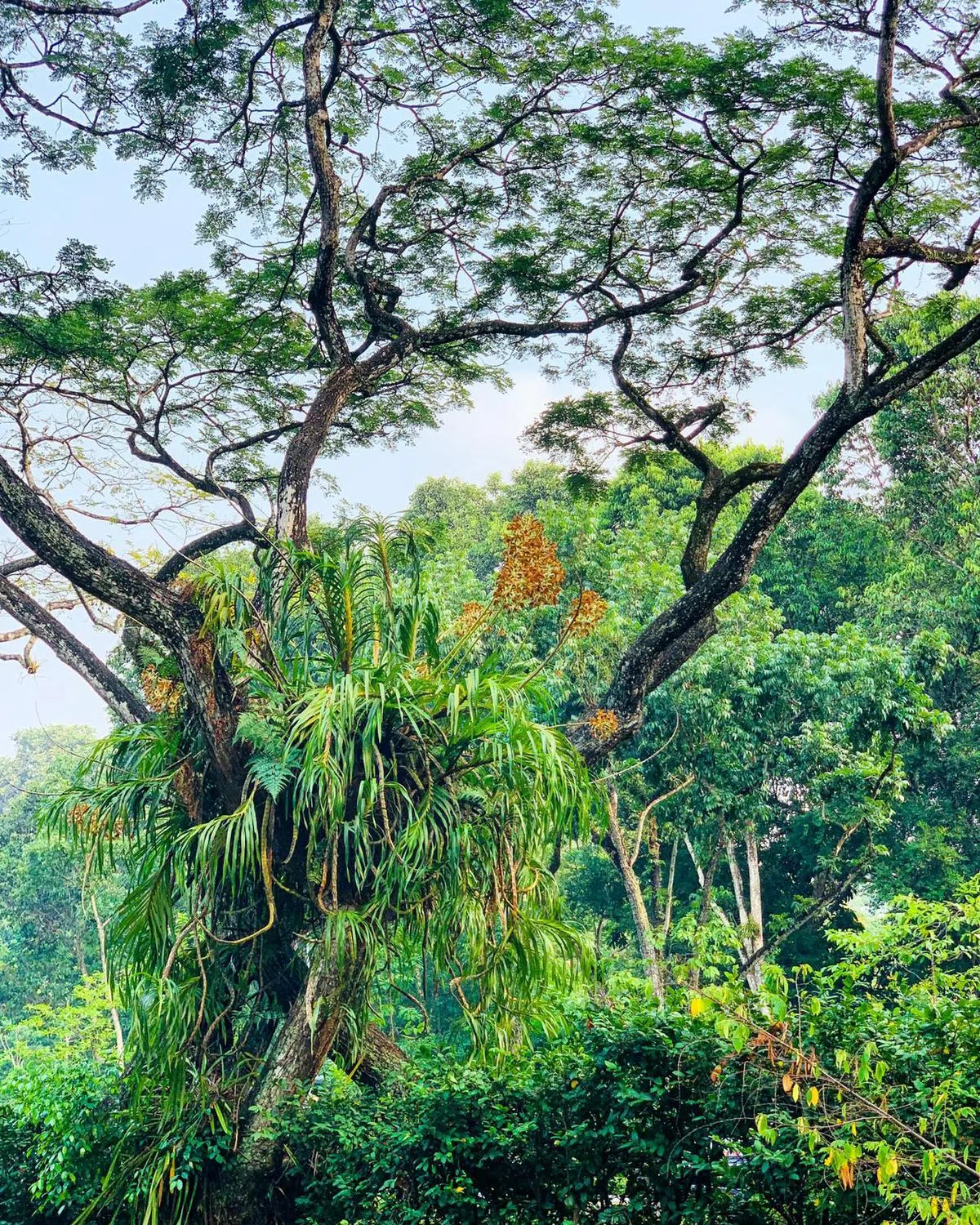  长在荷兰路树上的老虎兰。（国家公园局） 