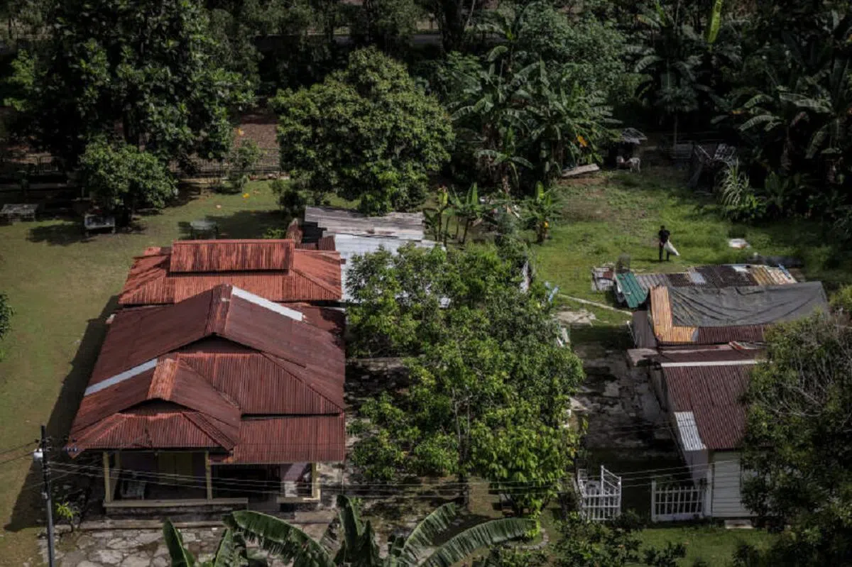 罗弄万国（Lorong Buangkok）这个最后的甘榜是新加坡最公开的秘密花园。（联合早报）