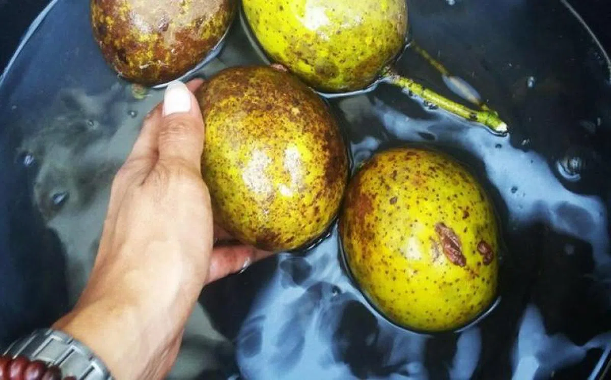  马芒果（Bachang）。（互联网） 