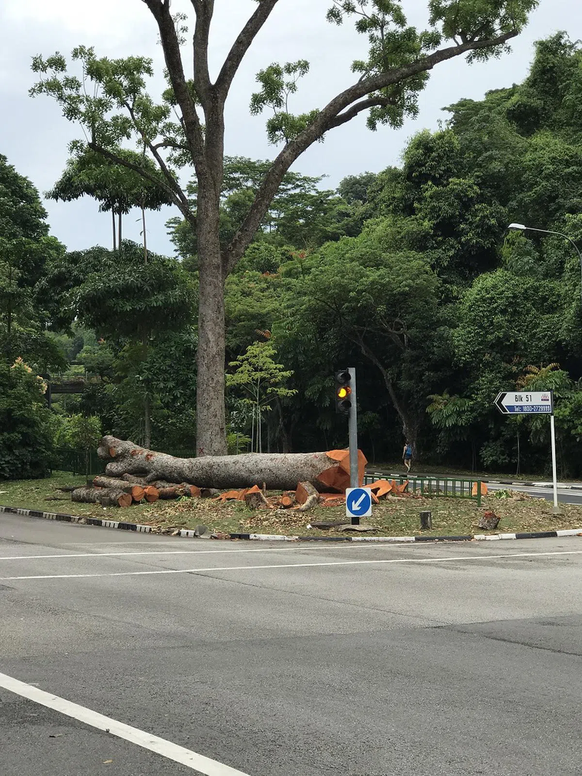  被砍掉的大树（读者提供） 