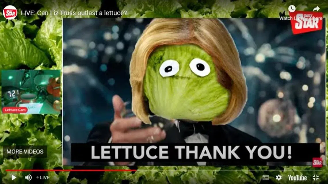 英国《每日星报》透过网络直播，测试是生菜先腐烂，还是首相特拉斯先下台，结果竟然是戴着金色假发的生菜赢了。（视频截图）