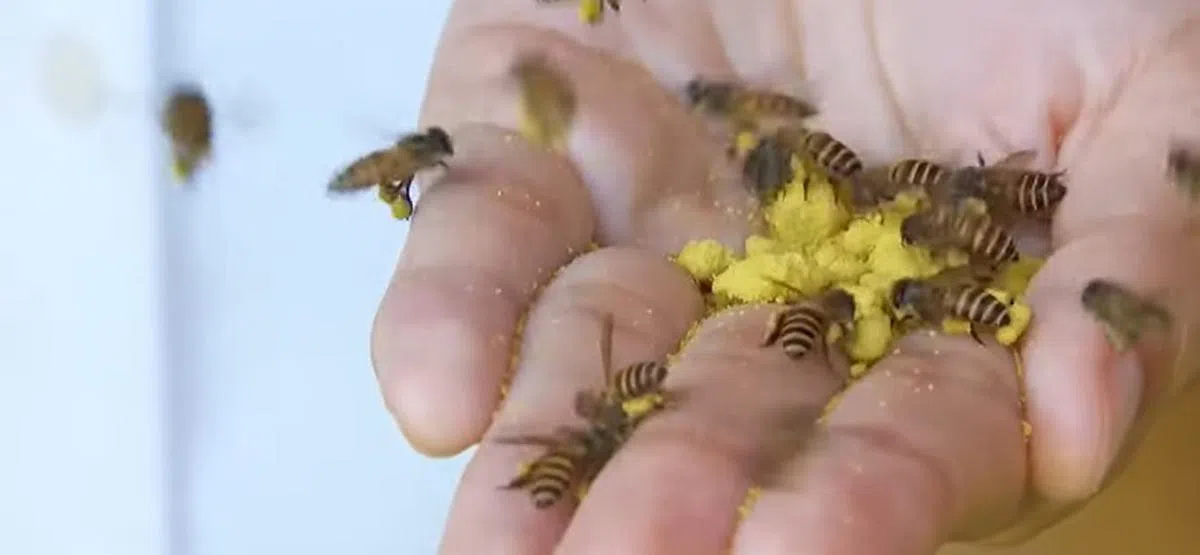 奇艺蜂园最受欢迎的活动之一是手里拿着花粉喂蜜蜂，这项活动主要是为了对消除人们害怕蜜蜂的恐惧。（取自视频）