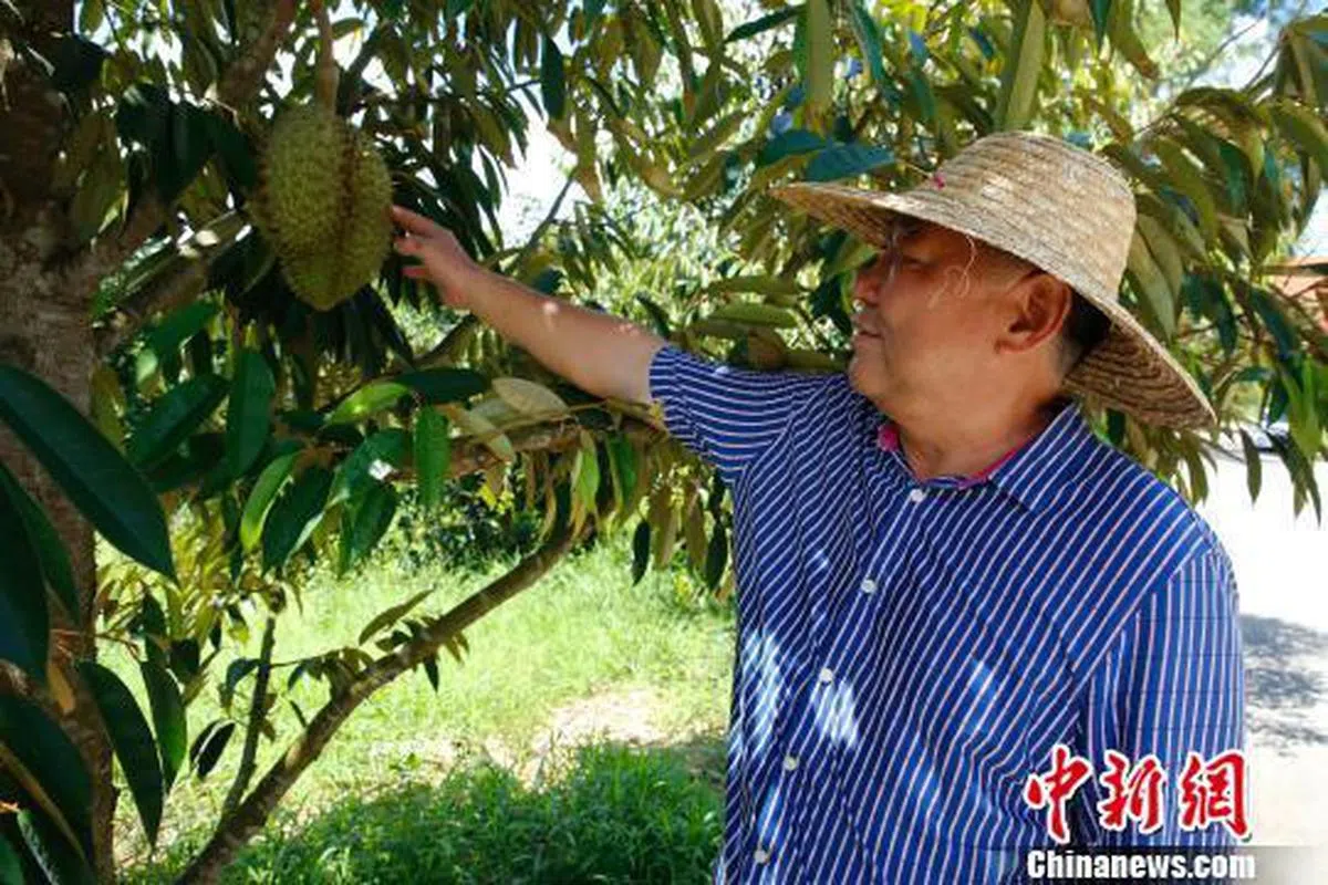  于德胜介绍榴梿生长情况。　（中新网） 