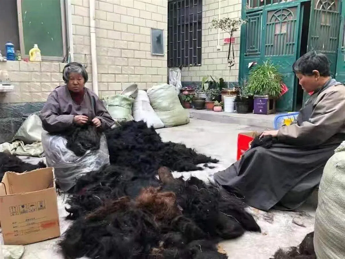 许昌人在家里分档扎把真发。（新京报）