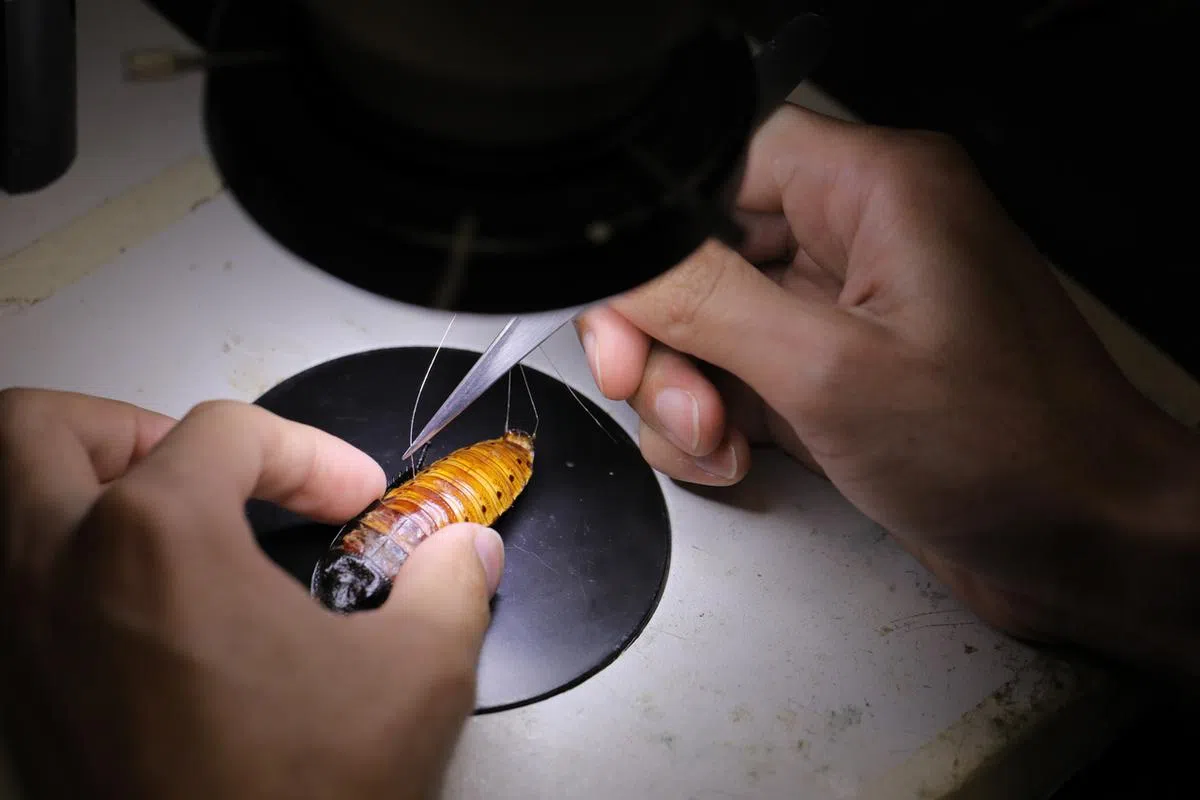 研究员在蟑螂背上或尾须上插入电极。（海峡时报)