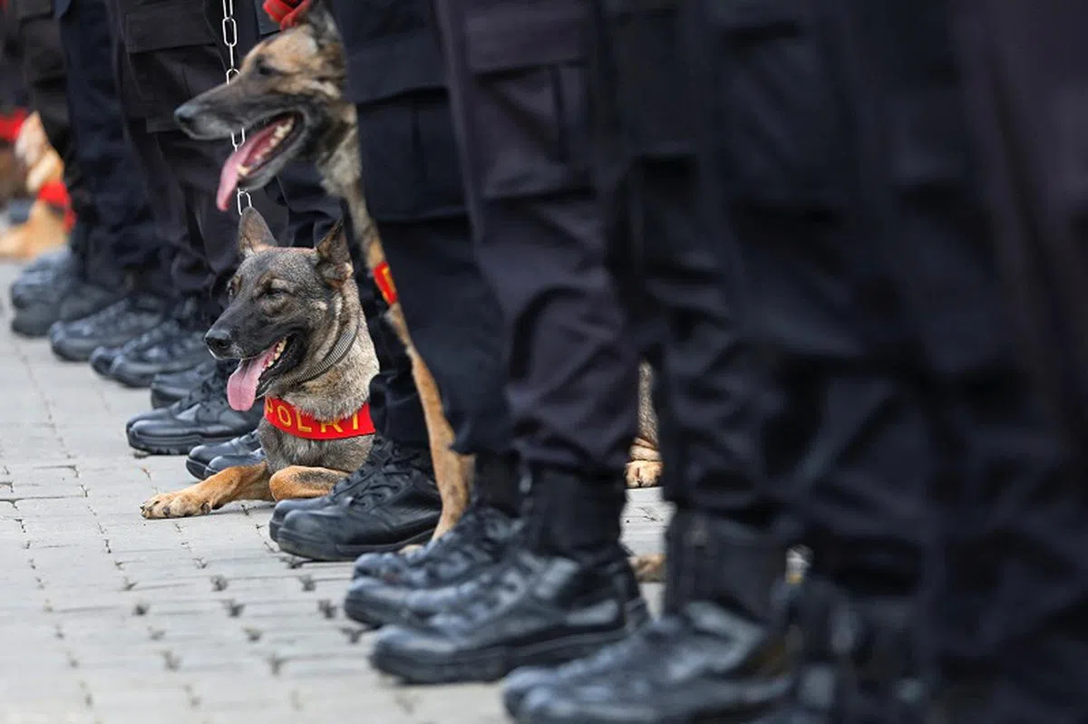 印尼派出两只搜救犬。（路透社）
