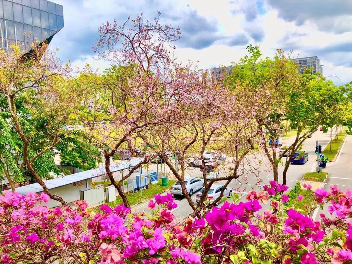  生长在宏茂桥8道隔离带的黄牛木。前景是天桥上的九重葛。（国家公园局面簿） 