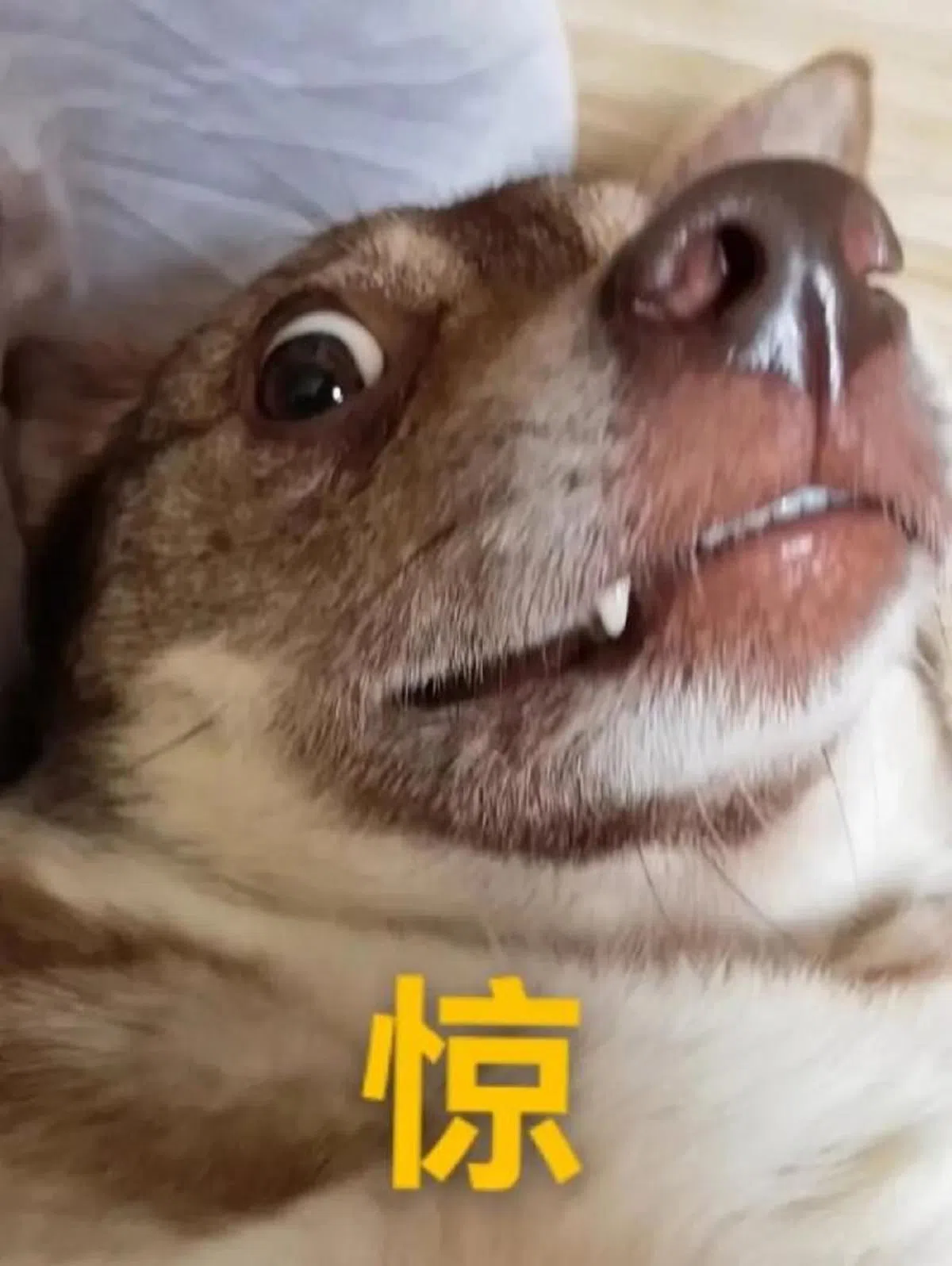 （互联网）
