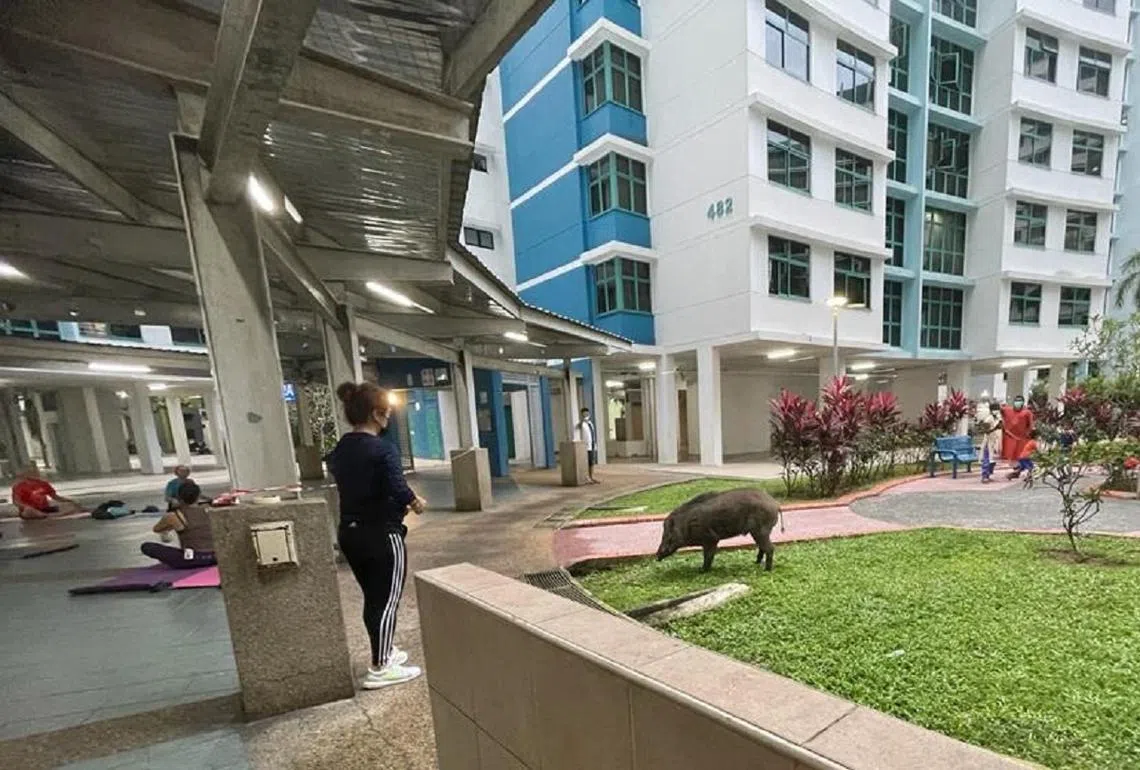 3月9日在义顺区内撞伤三名路人的野猪。（新明日报读者提供）