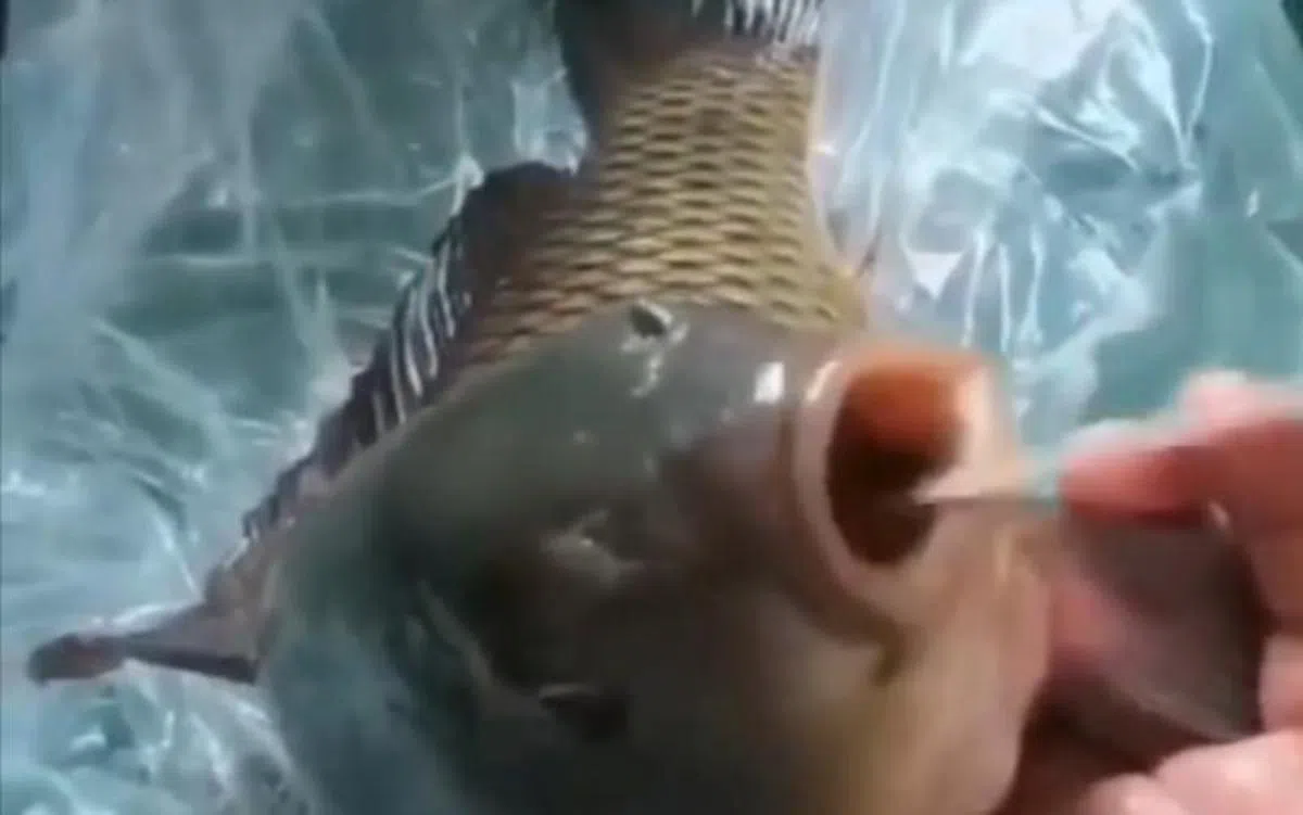 中国当局给鱼做核酸检测的做法，被一些网民讥讽是”万物皆可核酸“。（互联网）