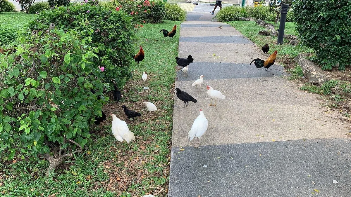 中央医院成了“养鸡场”，百年纪念花园有至少20多只野鸡。（红蚂蚁摄）