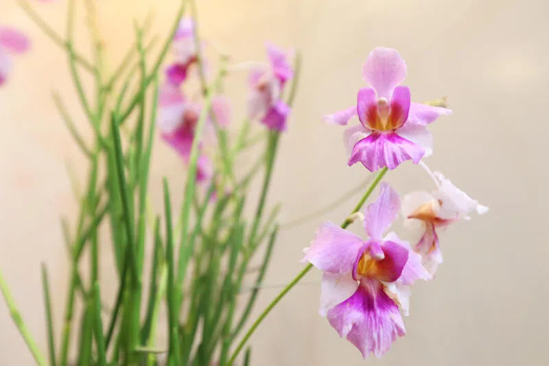 卓锦万代兰（Vanda Miss Joaquim）。