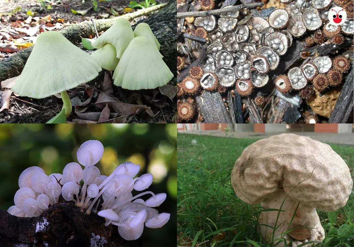 原来新加坡的野生菇有这么多种，想不到吧？（叶安琪制图）