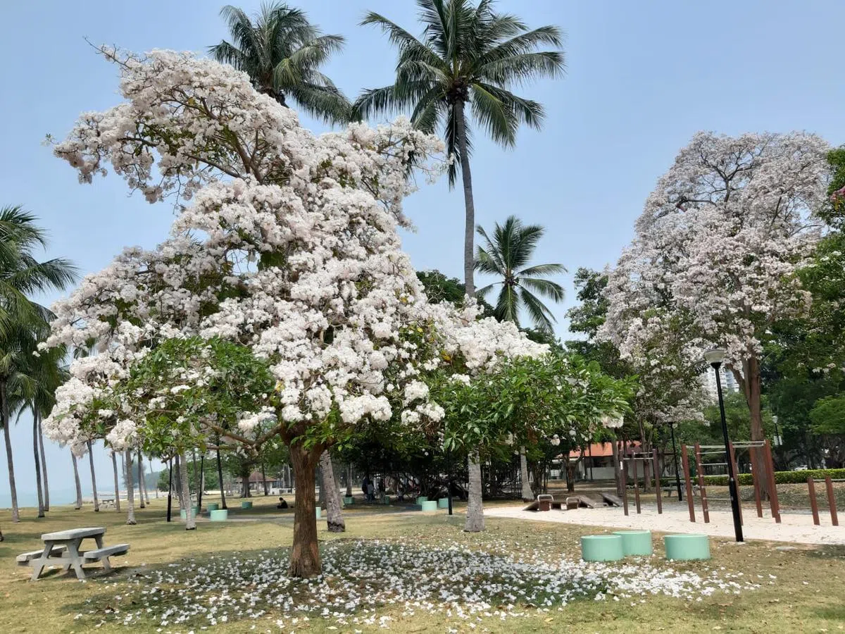  盛开在东海岸的风铃木。（国家公园局） 