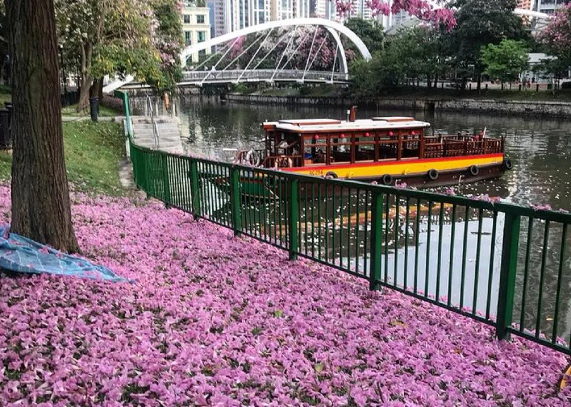 罗拔申码头（Robertson Quay）犹如《桃花源记》所描述：夹岸数百步，中无杂树，芳草鲜美，落英缤纷。（国家公园局面簿）