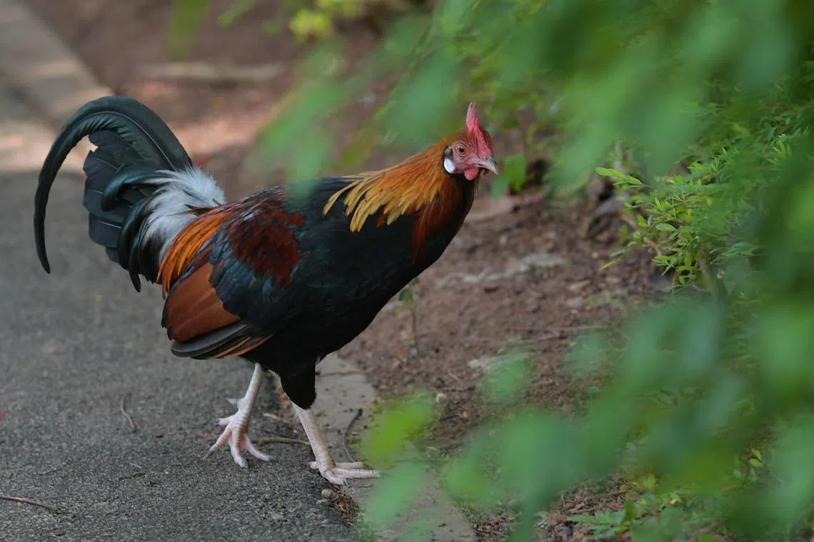古代人类对鸡的看法跟现代人类大不相同。（海峡时报）
