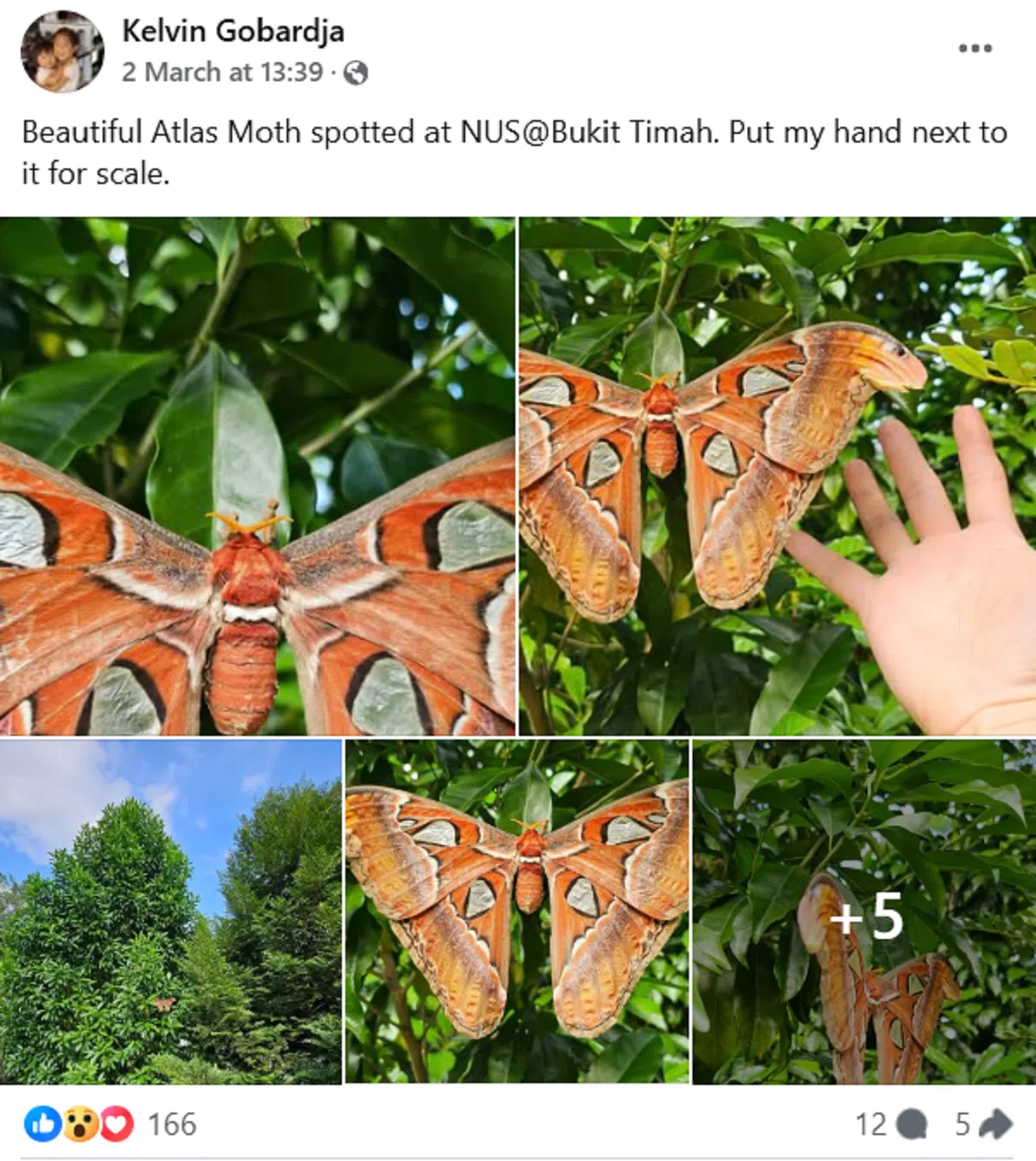 （Singapore Wildlife Sightings）