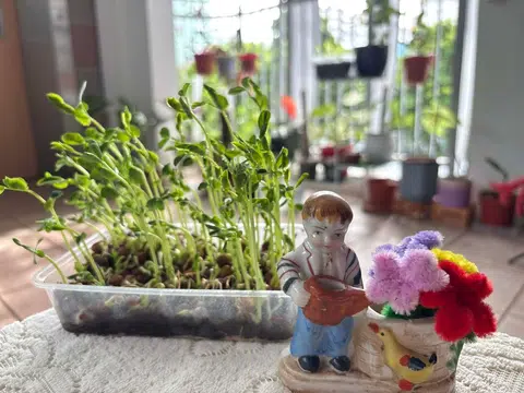 笔者报读的“城市农业课程”（Urban Farming）远远超越预想，还因此认识本地发展农业的种种挑战、非常优秀和热忱的讲员和同样热心耕种的社群。