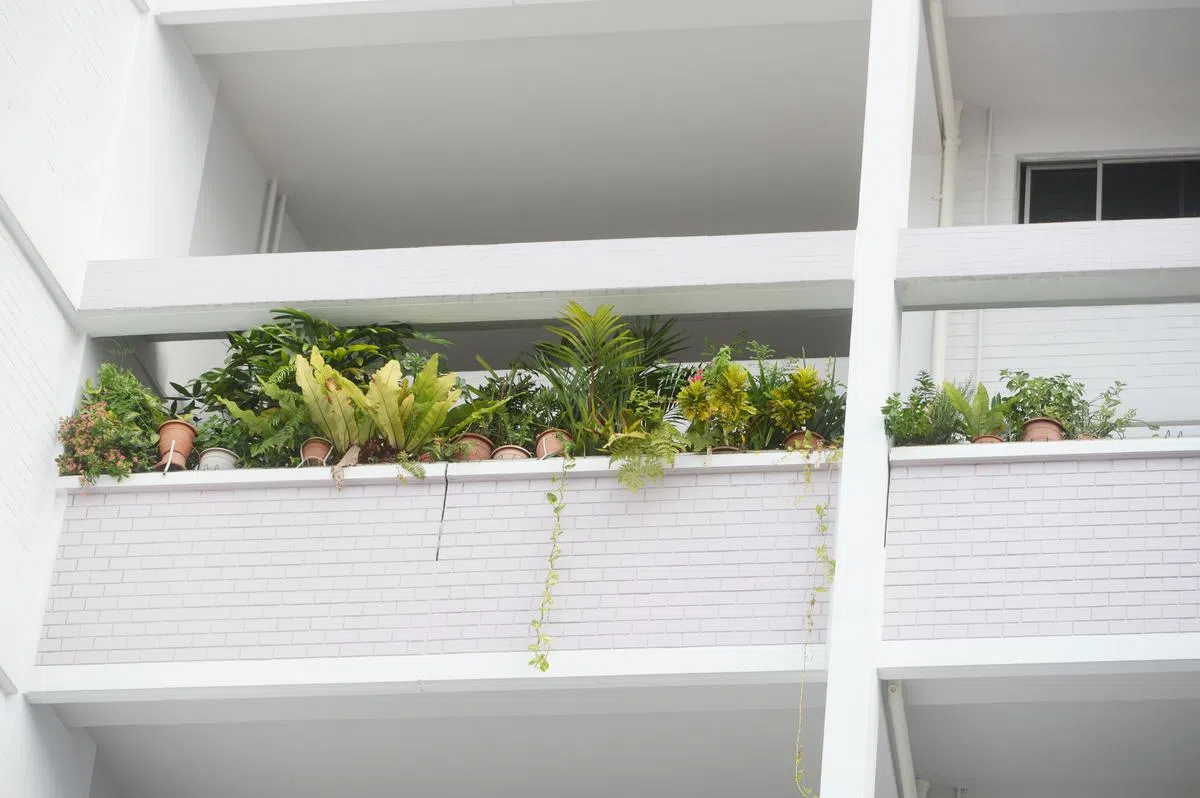  从组屋外头来看，植物的高度也已快直达天花板。（联合晚报） 