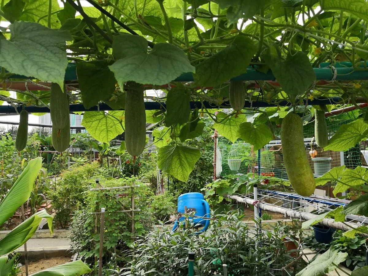  组屋区一些市镇会规划的种植园。（联合晚报） 