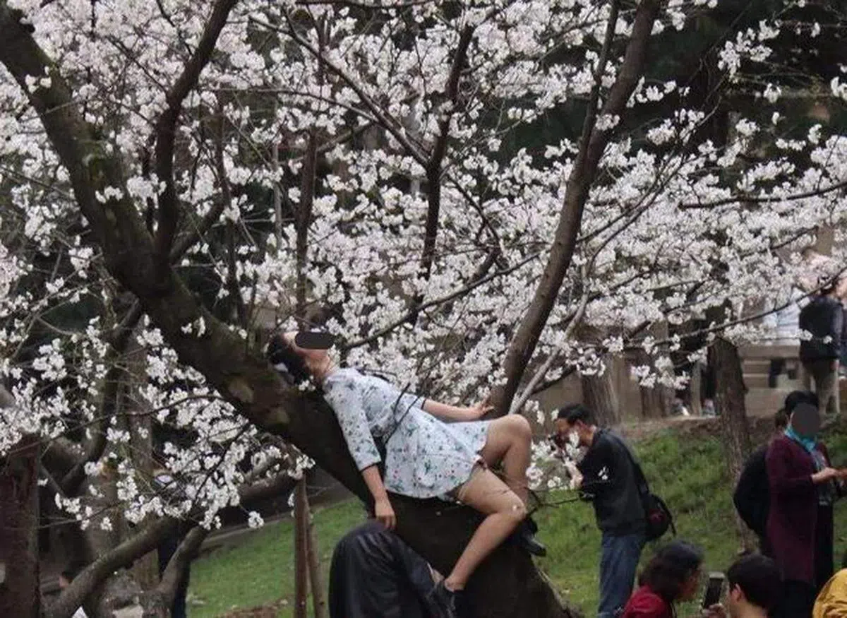  大妈们也会穿上小碎花裙，躺在树干上。（互联网） 