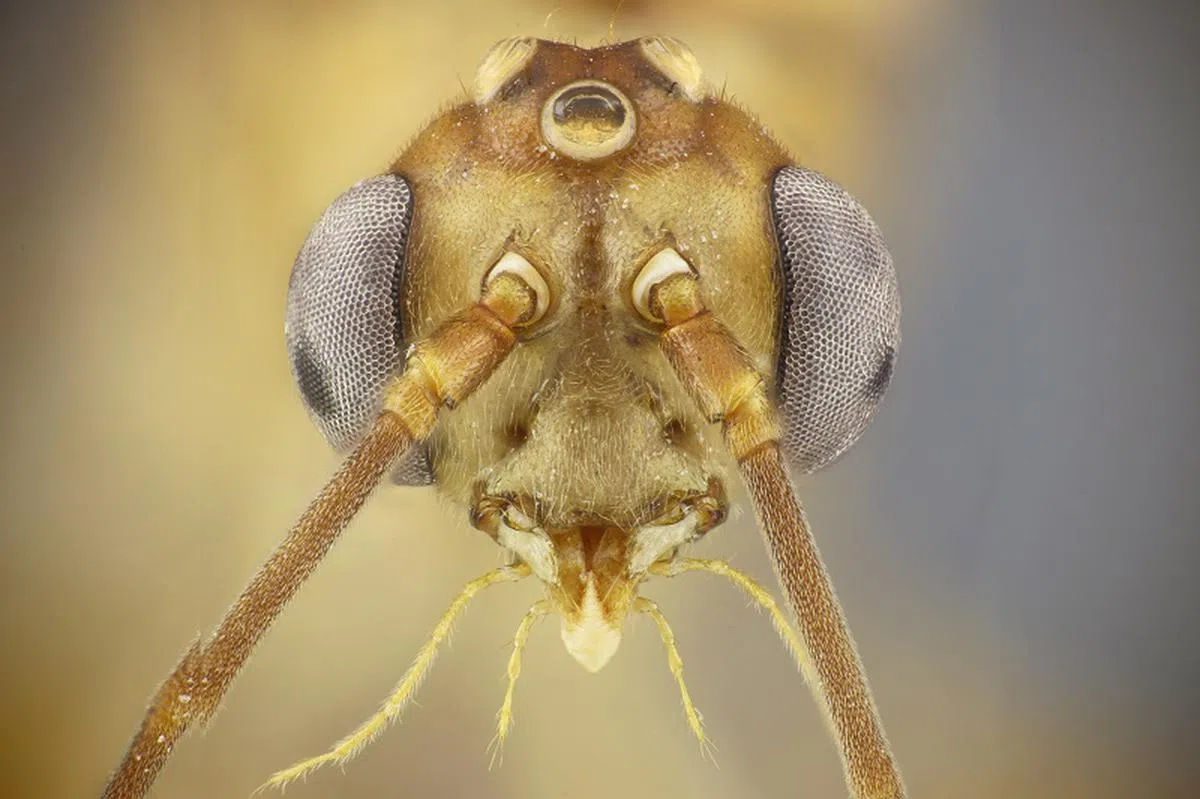 图为红树蚁的其中一种，全称为Odontomachus Litoralis，它们一般生长在红树林里的软泥中。（东京都立大学提供）