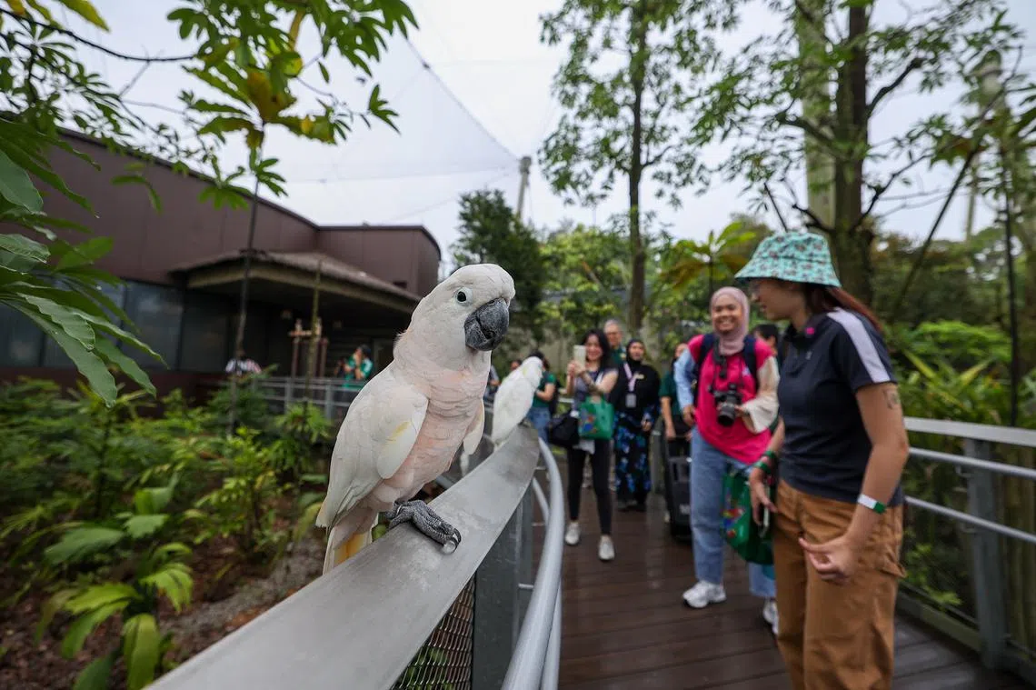 新加坡飞禽公园设有八个户外鸟舍，成群的鹦鹉出现在访客必经之路的两旁，让访客可以近距离赏鸟。（联合早报）
