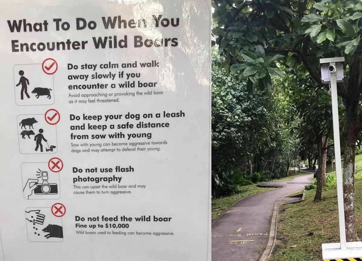 国家公园局在各大公园张贴告示，提醒公众遇到野猪时应该怎么做。（国家公园局）