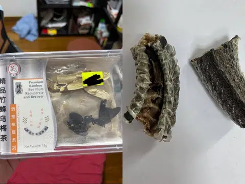 左图为竹蜂，右图为乌梢蛇皮，他们都是本地受批准的中药材。（红蚂蚁制图）