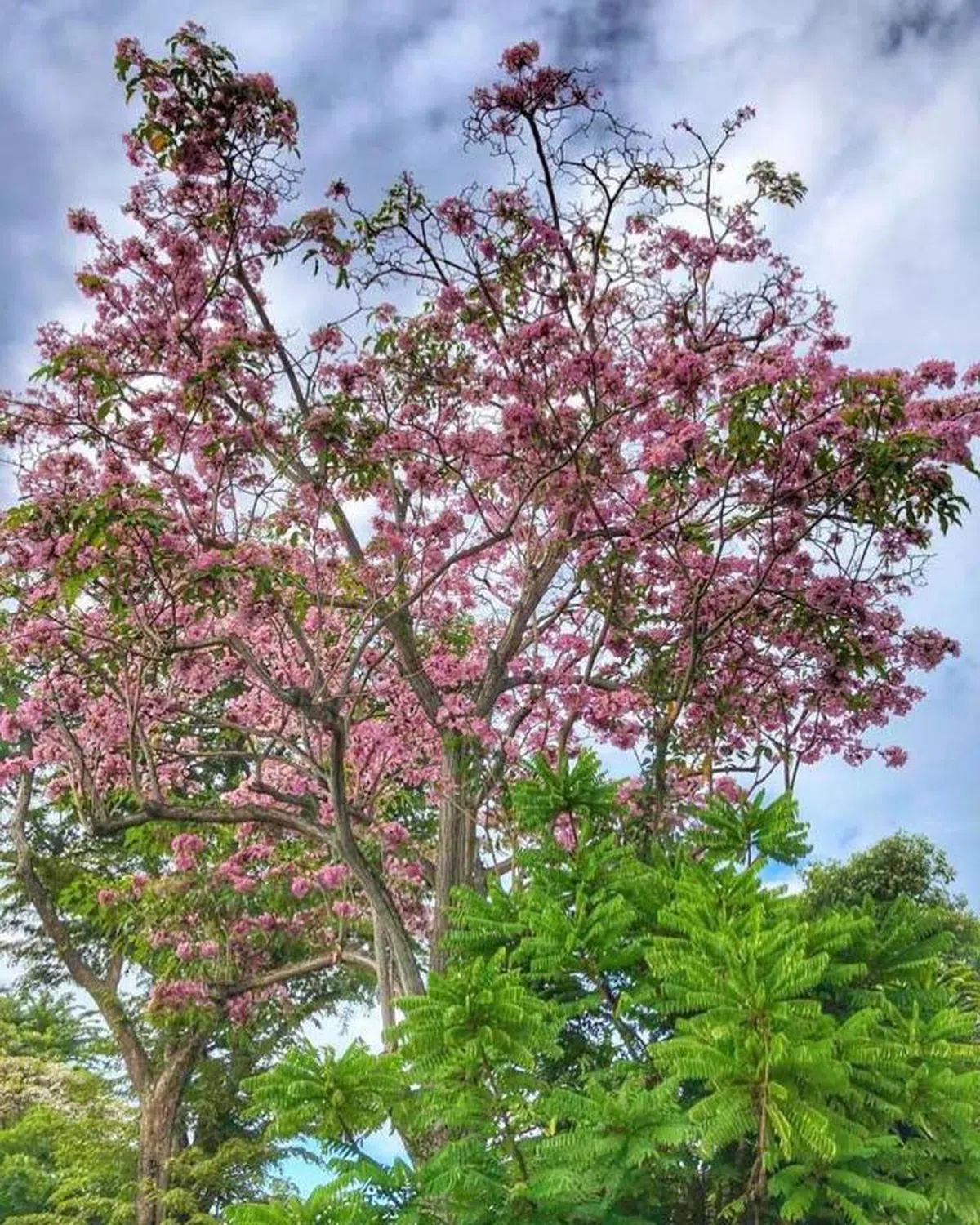  （蔡庆威面簿） 