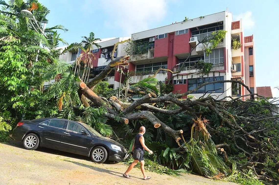 前晚（3月1日），位于武吉知马道义路Kismis Court公寓的一棵约4层楼高的老树突然倒下，砸中公寓的四个单位，导致屋檐窗口破裂，并压毁三辆汽车。（新明日报）
