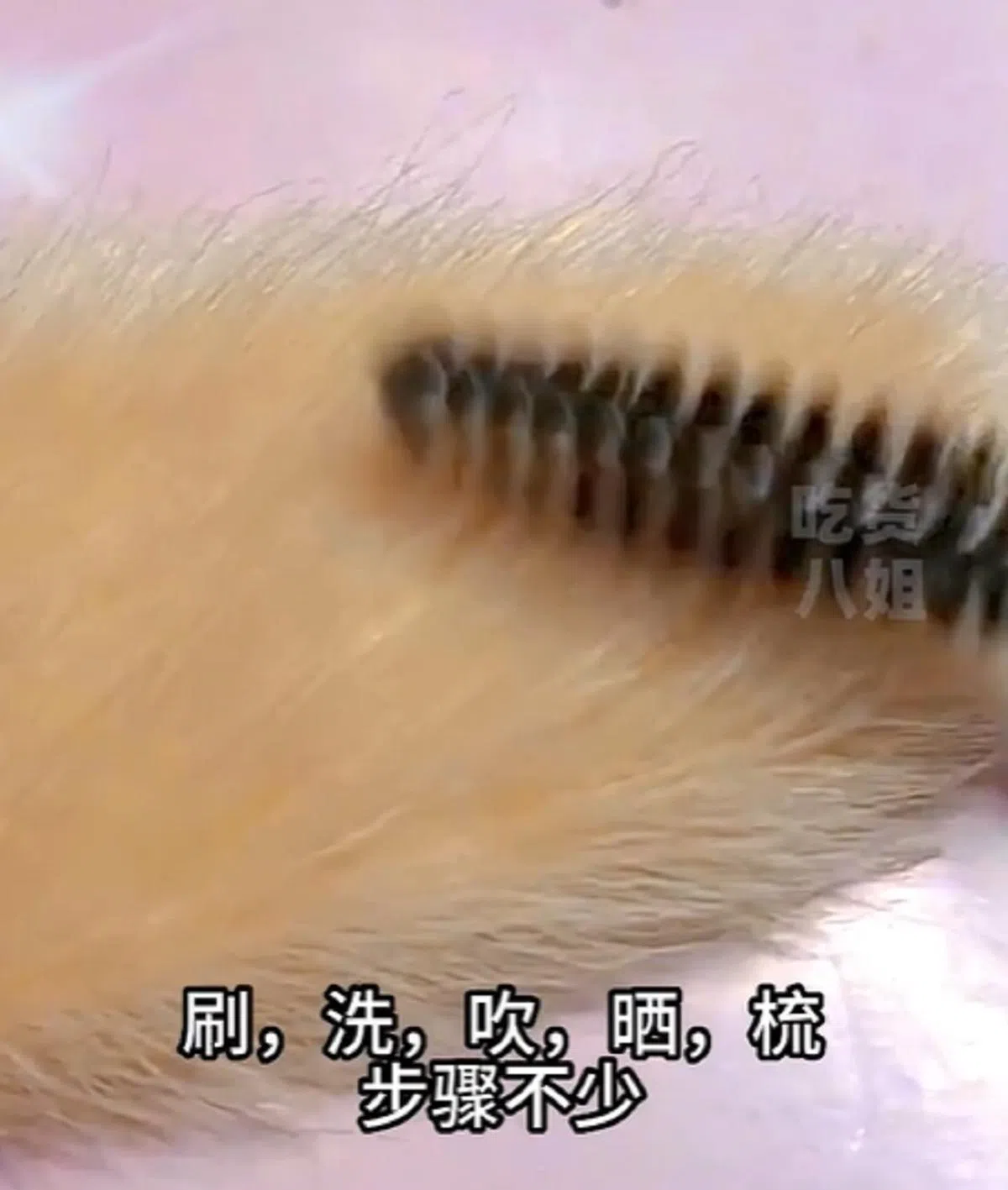 （小红书截图）
