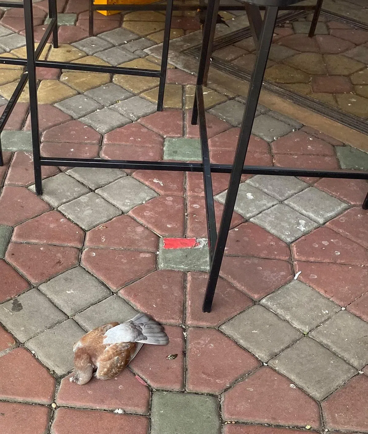 面包店老板被指用藤条打晕鸽子，还将奄奄一息的鸽子装袋丢掉。（新明日报）