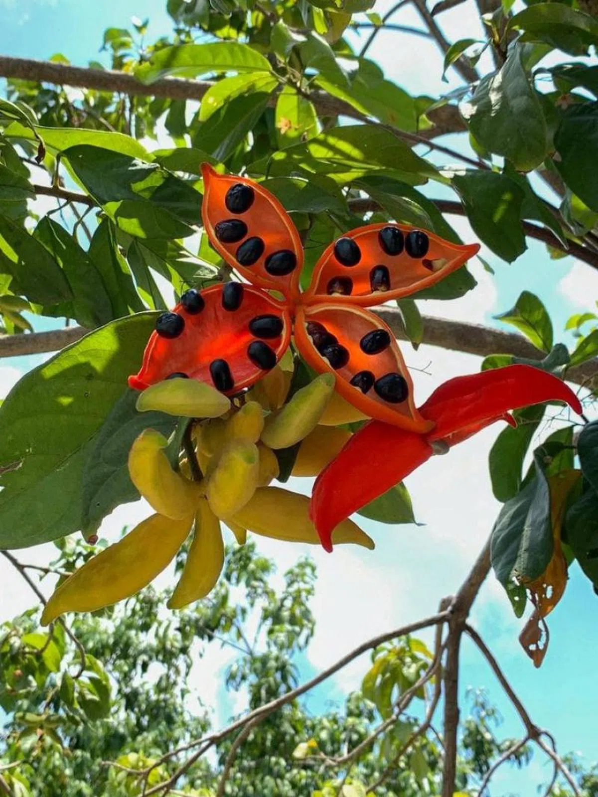  淡滨尼7道上的苹婆树。（Jonathan Goh） 