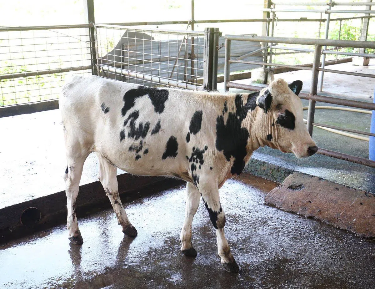  （Ganesha是一头黑白色小牛，与图中小牛相似） 