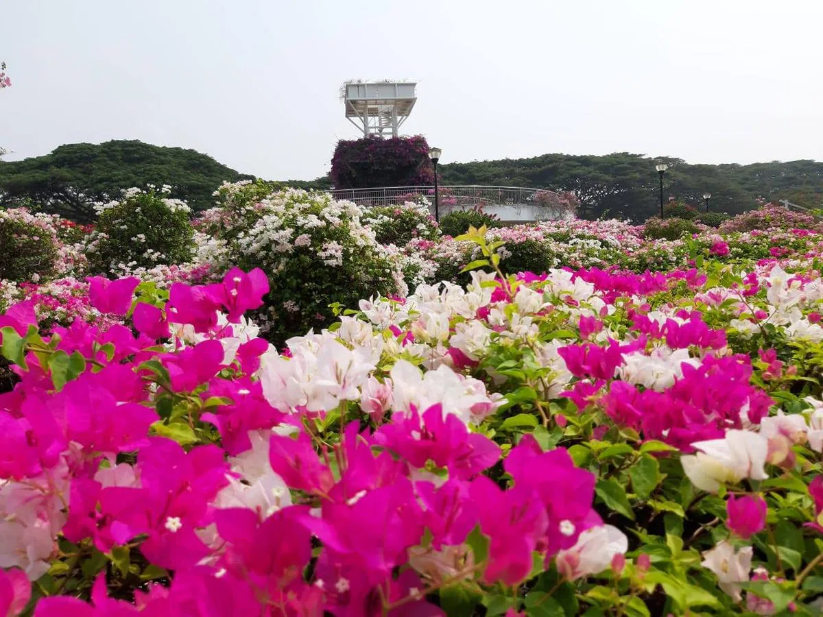  开在东海岸的九重葛。（国家公园局） 