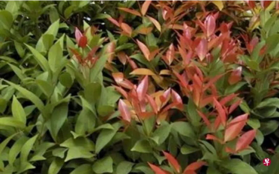 富贵红。（国家公园局官网） 