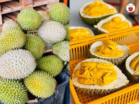 榴梿帝国的榴梿品质高，色泽就让人忍不住流口水。（陈姿潓制图）