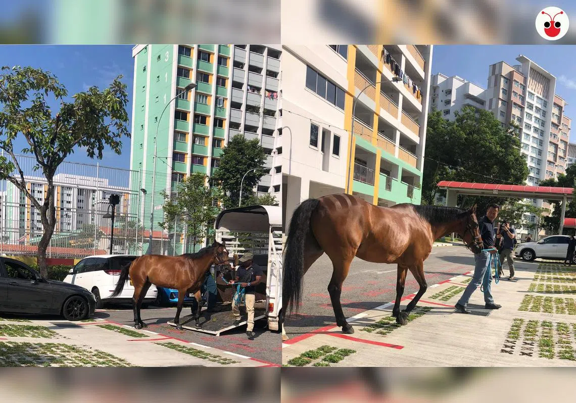 义顺第330座组屋附近的停车场出现两匹相信是来自Equal-Ark的马儿。（叶安琪制图）