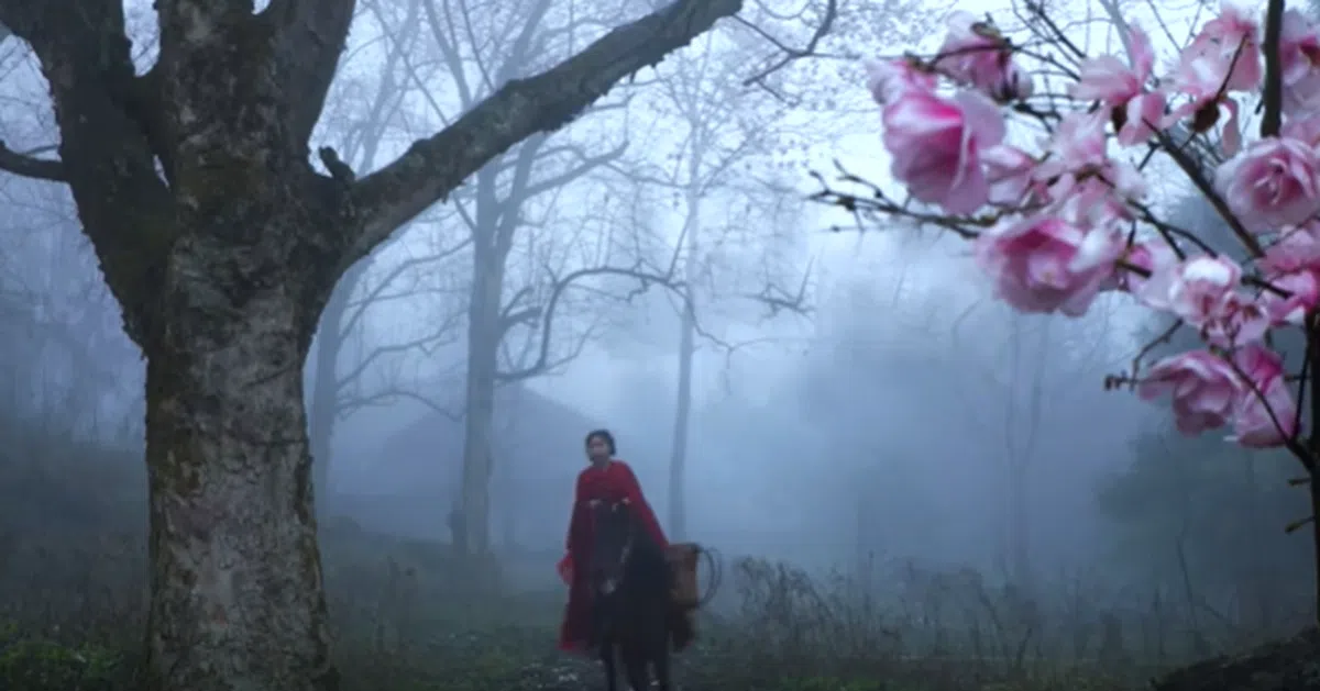  “鲜衣怒马”采漫山遍野的辛夷花。（李子柒视频截图） 