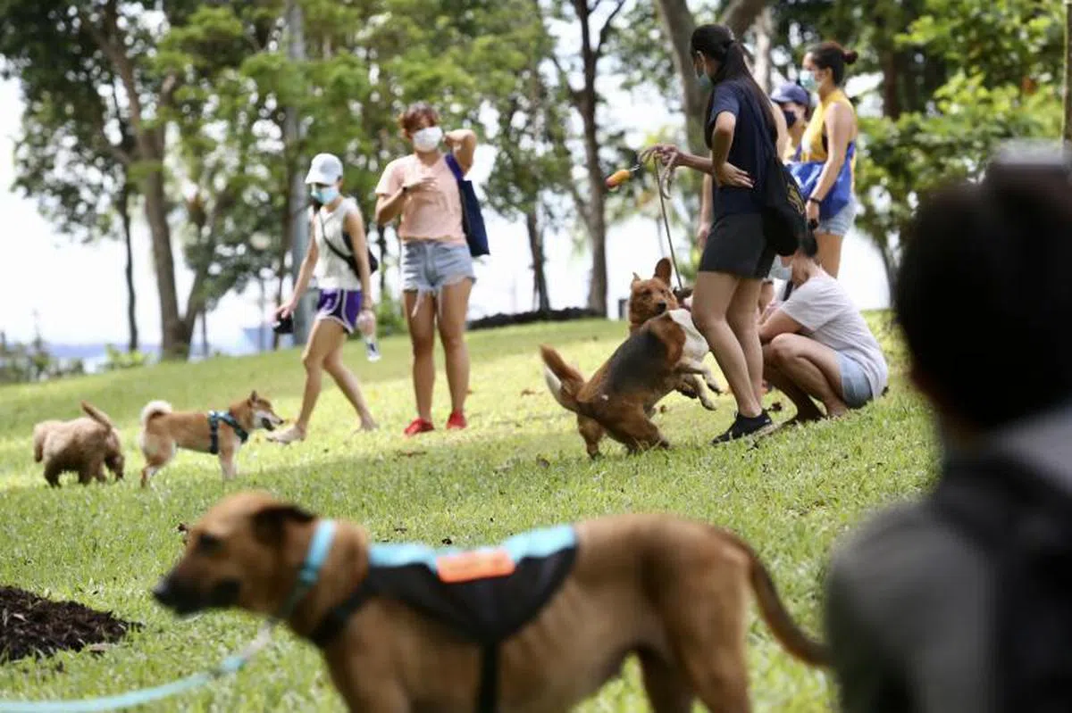  东部地区占地最大的遛狗场位于东海岸公园的东海岸休闲饮食场所Parkland Green，比东部的其他遛狗场大一倍。（新明日报） 