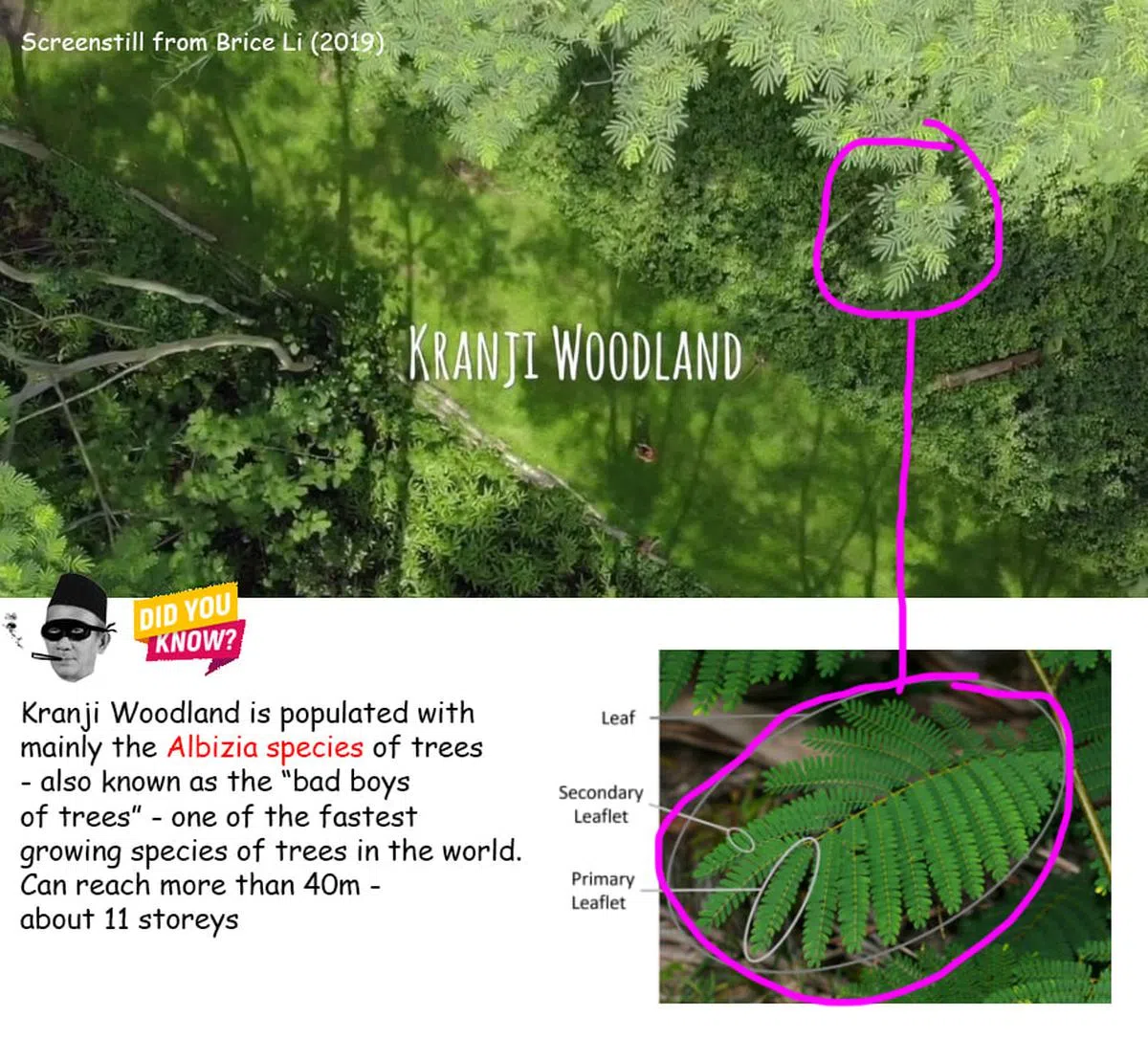  克兰芝林地遍布南洋楹（Albizia），是全世界生长最快的树种之一，树木最高可达40米，约11层楼高。（SMRT Feedback by The Vigilanteh面簿） 